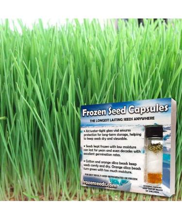 Portal Cool 100: Semi Grano (Triticum aestivum) Capsule dei semi congelati - Buy Online on GoSupps.com