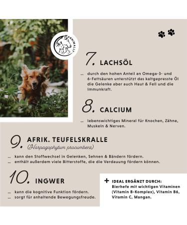 Journey Tablets for Dogs - MSM Green Lipped Mussel Devil's Claw & Glucosamine - 120 Joint Support Tablets - Easy to Administer for High Acceptance - Buy Online on GoSupps.com