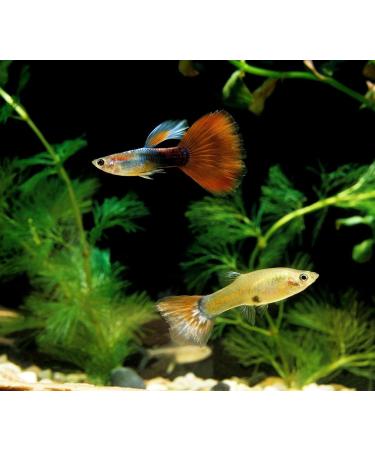 Aquatic Foods Inc. Guppy Micro Sinking Granules Spirulina and Color Enhancing Mix for Guppies Baby Cichlids Tetras All Live Bearers...WL 3-lbs 8oz Lg Jar 3.5 Pound (Pack of 1) - Buy Online on GoSupps.com