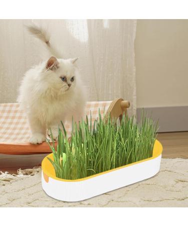 Buy Hydroculture Cat Grass Set - Mess-Free No Dirt Easy to Grow Anti-Grave Design for Happy Cats! - Buy Online on GoSupps.com
