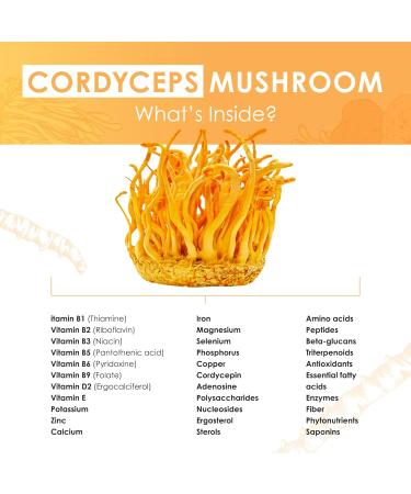 Cordyceps Mushroom Extract Tablets - 30g Monthly Supply - Dual-Extraction Fruiting Body - 35%+ Beta-glucans + Active Compounds - Pure Organic Cultivation - No Fillers or Additives Cordyceps Tablets - Buy Online on GoSupps.com