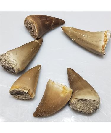 1 20-30mm Natural Animal Mosasaur Tooth Specimen which can be Used as a Gift Decoration Pendant Reiki Stone ERTEYIN - Buy Online on GoSupps.com