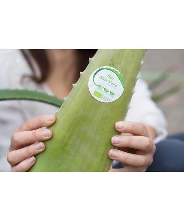 Buy Organic Aloe Vera Barbadensis Leaves - Health Benefits 2-Pack - Worldwide Shipping - Buy Online on GoSupps.com