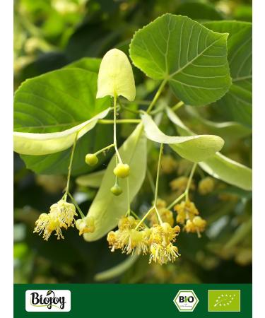 Biojoy Organic Linden Blossoms Dried (250g) - Whole Flowers for Herbal Tea (Tiliae Flos) - International Shipping - Buy Online on GoSupps.com