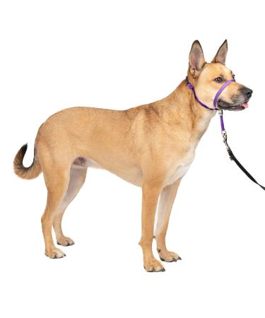 PetSafe Gentle Guide Collar with Training DVD deep purple Medium 25-60 Lb.