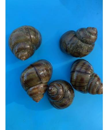Buy Marsh Snails for a Clean Garden Pond - Eco-Friendly Nature Solution (3 Snails) - Buy Online on GoSupps.com