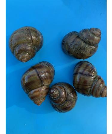 Biotope stock 5 small pond mussels + 5 marsh snails - Against algae in the pond