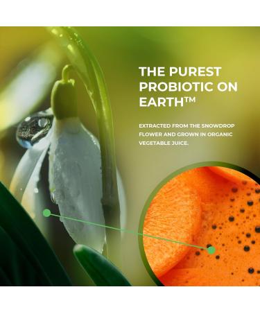 Lactobacillus Vegan Probiotic Supplement with a Patented Formula for Digestive Health Immune Support for Healthy Gut Anti Bloating for Men and Women (30 Count (Pack of 1)) - Buy Online on GoSupps.com