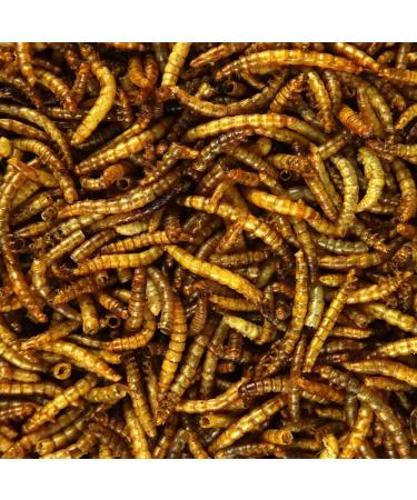 SQUAWK Dried Meal Worms - Premium Wild Bird Food (5kg) - Buy Online on GoSupps.com