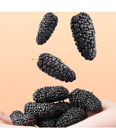 Dried Black Mulberries Canned Fruit Wash Free Non Sand Dried Mulberries for Snacking Desserts and Drinking (200 G / 7.1 oz) - Buy Online on GoSupps.com