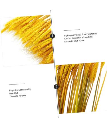 HOMSFOU 100pcs Dried Wheat Ears Bouquet Decor Wedding Wheat Ear Wheat Stalk Natural Wheat Ear Dry Flowers Home Wheat Ear Flowers Wheat Ear Dried Flowers. Rural Real Flower Yellow 52X10CM - Buy Online on GoSupps.com