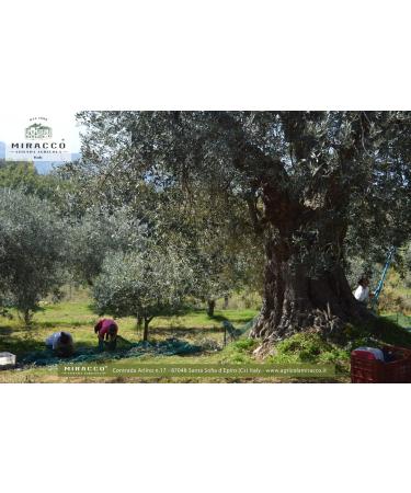 MIRACCO 100% Italian Organic Calabrian Extra Virgin Olive Oil Cold Pressed 500 ml - Buy Online on GoSupps.com