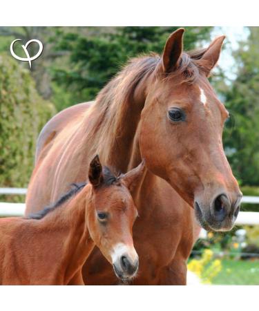 GOLDEN PEANUT Akticolon Psyllium Pellets 3kg - Natural Psyllium Husk Supplement for Horses & Ponies - Original Formula - Buy Online on GoSupps.com