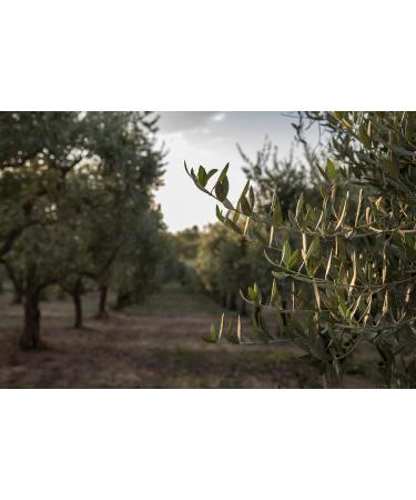 EARTH SURTI TERRA SURTI Extra Virgin Olive Oil 100 Italian 3 Liter Can Harvest 20242025 - Buy Online on GoSupps.com