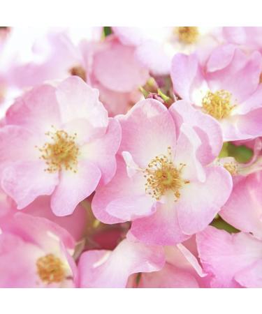 Weleda Wild Rose Body Oil & Deodorant Duo - 3.4 oz | Plant-Based Skin Care Set for International Shipping - Buy Online on GoSupps.com