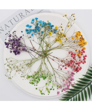 100PCS Dried Pressed Baby's Breath Flowers Bulk - YouthBro Real Nature Ivory White Gypsophila Branches Bouquet for Resin Invitations Wedding Art Craft DIY Card Making - Buy Online on GoSupps.com