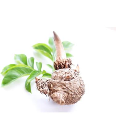 Konjac Glucomannan E425 ii Konjac Flour Konjac Root Devil's Tongue Konjac Gum. PE - 1800g Bucket (1.8kg) - Buy Online on GoSupps.com