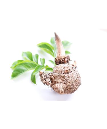 Buy Konjac Flour & Root - 1800g (1.8KG) E425 - Devils Tongue Ground 16 000 CPS - International Shipping - Buy Online on GoSupps.com