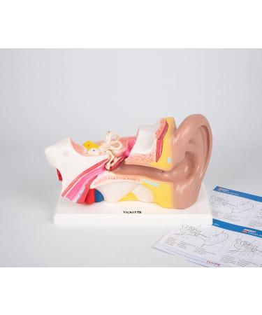 Buy TickiT 03105 Human Ear Model - 4x Life Size Anatomy Model for Education | International Shipping Available - Buy Online on GoSupps.com