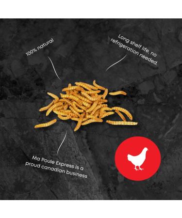 Dried Mealworms for Bird Poultry 11 LB - Buy Online on GoSupps.com