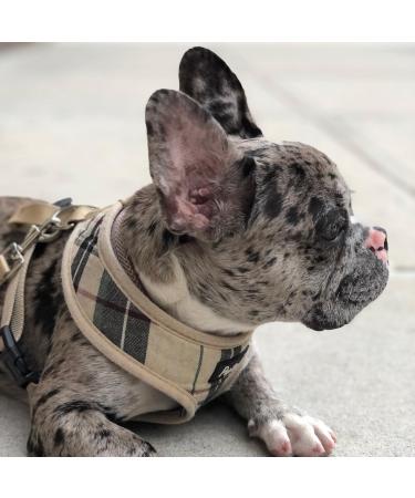 PUPTECK Soft Mesh Dog Harness - Comfort Padded Vest for Small Pets, Beige - Buy Online on GoSupps.com