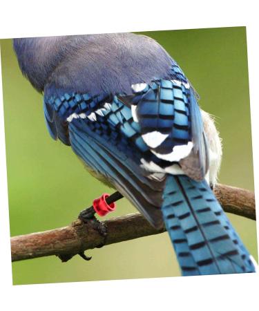 BESPORTBLE 80 Pcs Pigeon Foot Ring Metal Brackets Kickstand Chicken Wite Parrot Pigeon Gear Aluminum Poultry 0.8X0.8X0.8CMx4pcs As Shownx4pcs - Buy Online on GoSupps.com