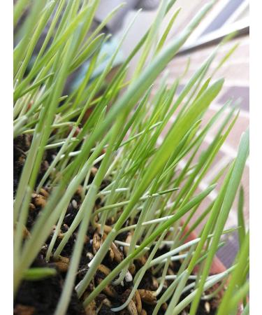 Hundredfold Organic Oat Avena Sativa Seeds 1 oz ( 600 PC) - Non-GMO Oatgrass Catgrass Cat Grass for Cats Kittens & Pets - Buy Online on GoSupps.com