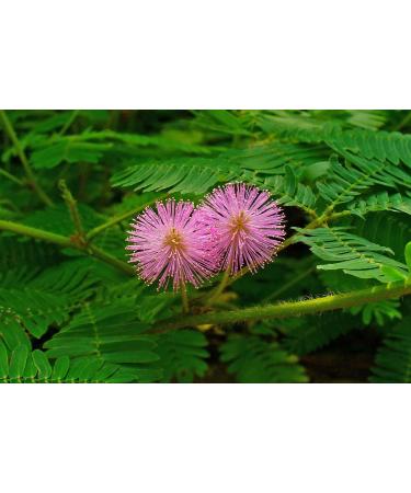 SAFLAX - Echte Mimose - 70 Samen - Mimosa pudica - Buy Online on GoSupps.com