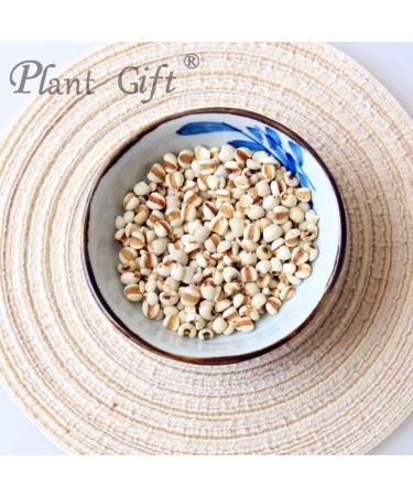 Plant Gift 100% Pure Coix Seed Powder 100G/3.25oz Job's Tears Non-GMO Powder No Filler No additives Natural Coix Seed Flour Best Flavor for Smoothie 2UK-PO0096 - Buy Online on GoSupps.com