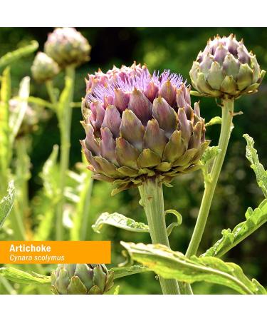 Buy Herb Pharm Artichoke Whole Leaf Extract 1 fl oz - Pure Herbal Supplement - Buy Online on GoSupps.com