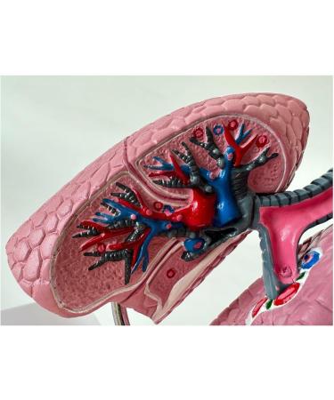 Human Lung Model Human Nasal Cavity Throat Anatomy Model Lung Model Teaching Tool Study Tools for Anatomy and Physiology Students Display Teaching Tool - Buy Online on GoSupps.com