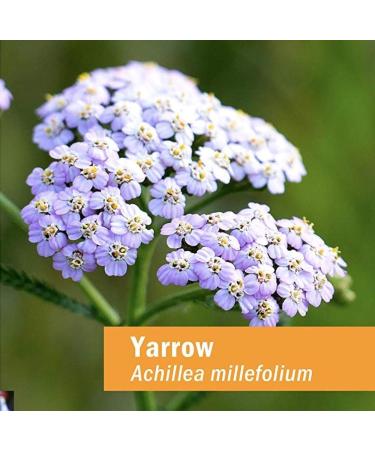 Herb Pharm Yarrow Flowering Tops Liquid Extract - 1 fl oz - Pure and Potent Herbal Supplement - Buy Online on GoSupps.com