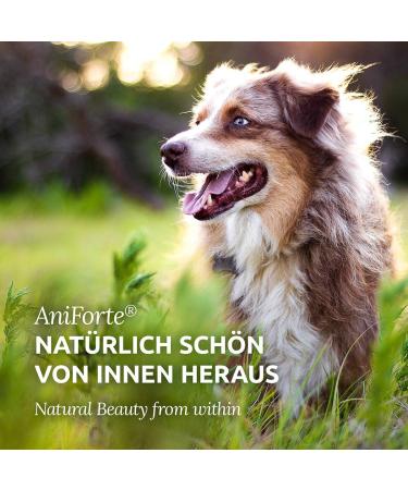AniForte Fellharmonie Feeding Oil for Dogs & Cats 500ml | Natural Fur Care with Salmon Evening Primrose & Hemp Oils | Omega 3 & 6 for Shiny Fur & Healthy Skin - Buy Online on GoSupps.com