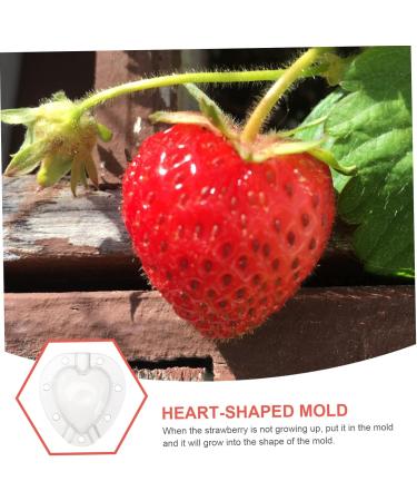 POPETPOP 15 Pcs Fruit Shaping Mold Vegetable Growing Mold Fruit Protection Pear Mold White Gourd Garden Tools 4.5x4cmx3pcs Whitex3pcs - Buy Online on GoSupps.com