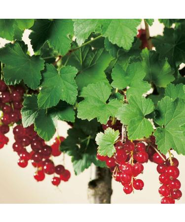 Red currant 'Jonkeer van Tets ' - Standard tree Standard tree - In container Jonkheer van Tets