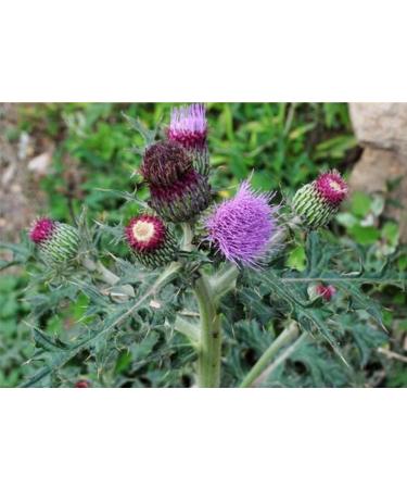 The powder of Cirsium japonicum in a package of 250g is fine without caking. - Buy Online on GoSupps.com