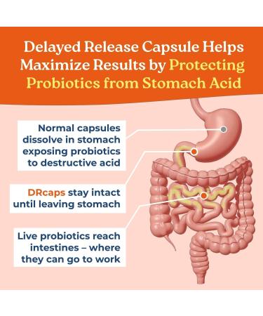 NatureCity True-Life-PB Shelf Stable Blend Prebiotics and Probiotics for Women and Men - Digestive Gut Health Supplements for Women and Men - Dairy Free - (30 Veggie Capsules) (Pack of 2) - Buy Online on GoSupps.com