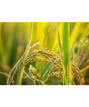 Organic White Jasmine Rice 5 lbs - Non-GMO Long-Grain Variety | Raw, Vegan, Kosher | Fluffy Texture, High Protein | Perfect for Stir-Fries & Thai Curries - Bulk Pack of 1 - Buy Online on GoSupps.com