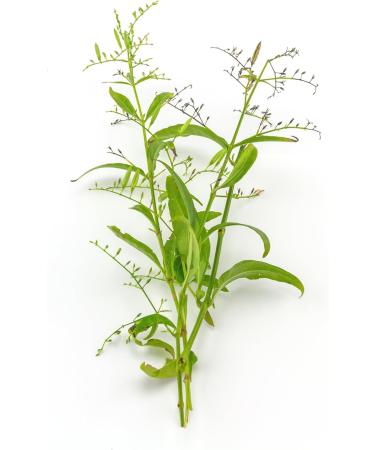 CIENPORCIENNATU RESILIENS PROTECT 30cap is a capsule that simplifies daily nutrient intake It is taken regularly according to the indicated dosage The package contains 30 capsules The aa - Buy Online on GoSupps.com