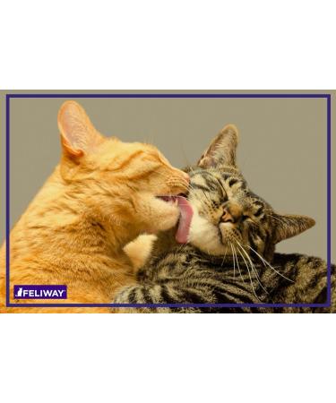 FELIWAY Friends Diffuser Refill (FELIWAY MultiCat) - Use with FELIWAY Cat Diffusers - Helps Reduce Fighting Tension and Conflicts Between Cats in The Home (30 Day Supply FELIWAY Refill D894) - Buy Online on GoSupps.com
