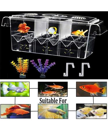 Acrylic Fish Breeding Box | Isolation Breeder Hatchery for Baby Fish, Shrimp, Clownfish - Buy Online on GoSupps.com