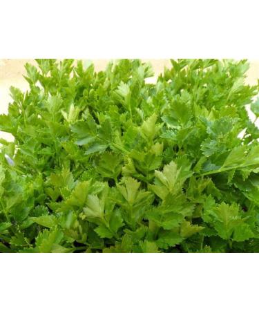 Viridis Hortus Celery Leaf 1500 Seeds (0.47g) - Chinese Celery French Celery Variety - Buy Online on GoSupps.com