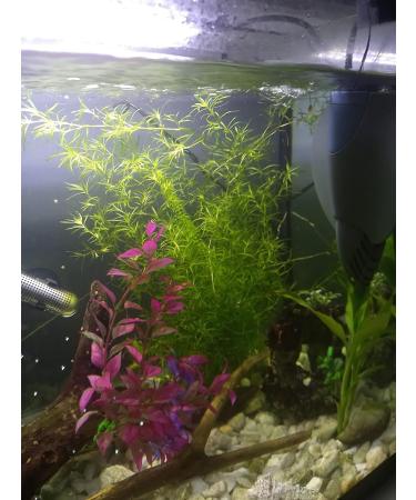 Guppy Grass Aquarium Live Plant Najas Guadalupensis - Buy Online on GoSupps.com