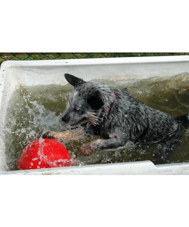 Boomer Ball - Indestructible Dog Ball for Energetic Dogs | Durable & Waterproof | 25cm - Blue or Red - Buy Online on GoSupps.com
