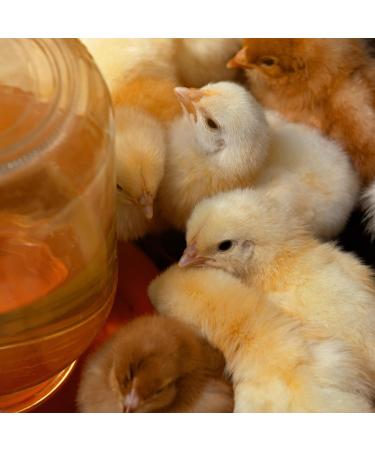 Ida Plus Vitalboost 4in1 200 ml - Premium Vitamin Concentrate for Strong Immune System & Growth in Chickens Ducks & Poultry - Buy Online on GoSupps.com