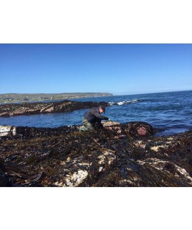  Quality Sea Veg Dulse - harvested wild organic from the coast of Ireland (250g) - Buy Online on GoSupps.com