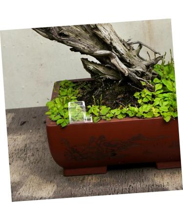 BESPORTBLE 5pcs Pet Water Feeder Ants Water Feeding Bowl Ants Drinking Tool Insect Feeder Ants Feeder Plastic - Buy Online on GoSupps.com