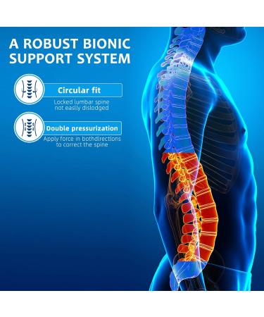 Back Braces for Lower Back Pain Relief | Ergonomic Lumbar Support Belt for Sciatica Herniated Disc & Scoliosis - Small Size Available - Buy Online on GoSupps.com