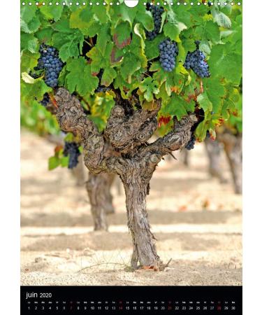 Couleurs raisins 2020: Grappes de raisins (Calvendo Nature) - Buy Online on GoSupps.com
