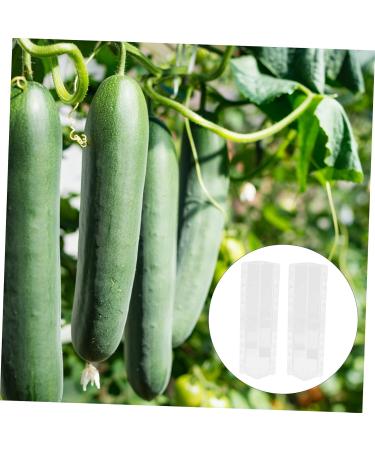 BESPORTBLE 2pcs Vegetable Shaping Cucumbers Cucumber Square Cucumber Snake Melon Watermelon - Buy Online on GoSupps.com
